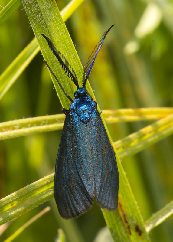 Zygaenidae - Adscita e Jordanita sp.